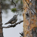 Sittelle torchepot (Norvège)