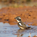 Tarier des prés (El Planeron, Espagne)