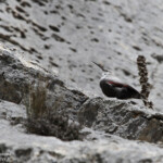 Tichodrome échelette (Sainte-Victoire, 13)