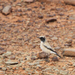 Traquet du désert (Maroc)