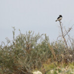 Traquet de Finsch (Arménie)