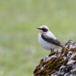 Traquet motteux (Lozère)