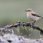 Traquet motteux (Lozère)