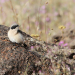 Traquet oreillard Oenanthe hispanica melanoleuca (Arménie)