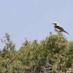 Traquet oreillard Oenanthe hispanica hispanica (El Planeron, Espagne)