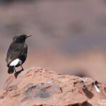 Traquet rieur (Maroc)