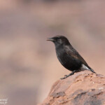 Traquet rieur (Maroc)