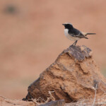 Traquet à tête grise mâle (Maroc)