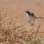 Traquet à tête grise mâle (Maroc)