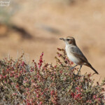 Traquet à tête grise femelle (Maroc)