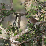 Troglodyte mignon (Espagne)