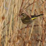 Verdier d'Europe (Espagne)