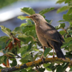Merle noir femelle (Gorges du Verdon)