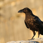 Grand Corbeau, Route des crêtes (Gorges du Verdon)