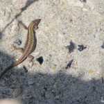 Darevskia armeniaca - Hankavan, Arménie