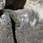 Darevskia nairensis - Amberd, Arménie