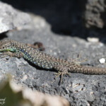 Darevskia nairensis, Hairavank sevan, Arménie