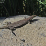 Darevskia unisexualis - Amberd, Arménie