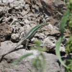Darevskia valentini, Arpi, Arménie