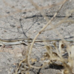 Eremias pleskei, Gorovan, Arménie