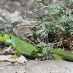 Lacerta media - Amberd, Arménie