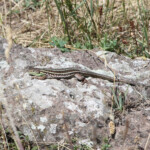 Lacerta media - Biurakan, Arménie