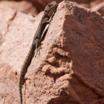 Gecko à paupières épineuses - Quedenfeldtia trachyblepharus, Mont Oukaimeden - Maroc
