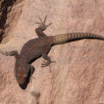 Gecko à paupières épineuses - Quedenfeldtia trachyblepharus, Mont Oukaimeden - Maroc