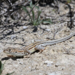 Acanthodactyle d'Europe, La Lomaza - Espagne