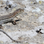 Acanthodactyle d'Europe, La Lomaza - Espagne