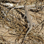 Acanthodactylus lineomaculatus, Oued Ksab Maroc