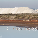 Salins de Berre