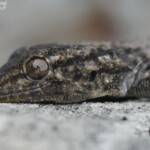 Tarente de Maurétanie - Cap Sicié (83)