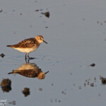 Bécasseau minute, Calidris minuta, Camargue, 13.