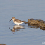 Bécasseau variable, Calidris alpina, Camargue, 13.