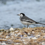 Bergeronnette grise, Motacilla alba, Berre, 13.