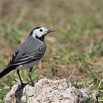 Bergeronnette grise, Motacilla alba, Plan de la Garde, 83.