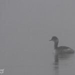 Grèbe à cou noir, Étang de Berre