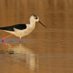 Échasse blanche, Étang de Berre