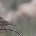 Pipit farlouse, Étang de Berre