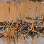 Petit Gravelot, Étang de Berre