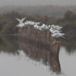 Sternes caugeks, Étang de Berre