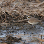 Petit Gravelot, Étang de Berre