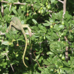 Caméléon - Oued Ksab (Maroc)