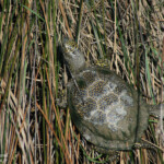 Cistude d'Europe, Camargue, France Svg+xml,%3Csvg%20xmlns%3D%22http%3A%2F%2Fwww.w3