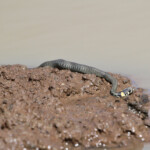 Couleuvre à collier - Natrix natrix - Monts Aragts Arménie