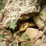 Couleuvre de Montpellier - Malpolon monspessulanus, Méounes, Var