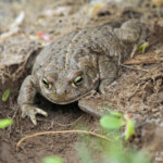 Crapaud calamite, Aiguamolls, Espagne