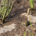 Crapaud calamite, Plaine des Maures, Var, France