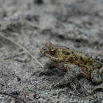 Crapaud commun, Marquenterre, France